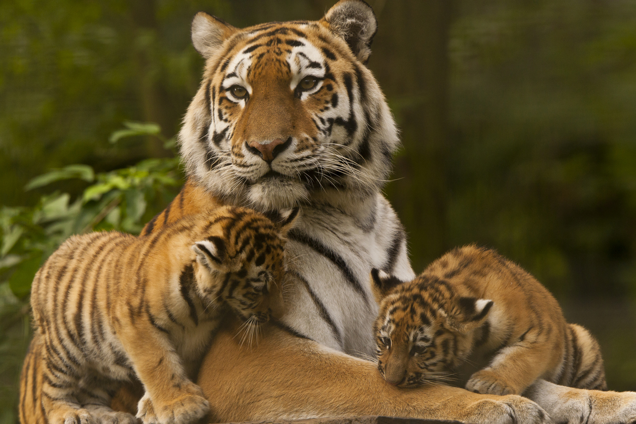 Амурский тигр тигрица с тигрятами